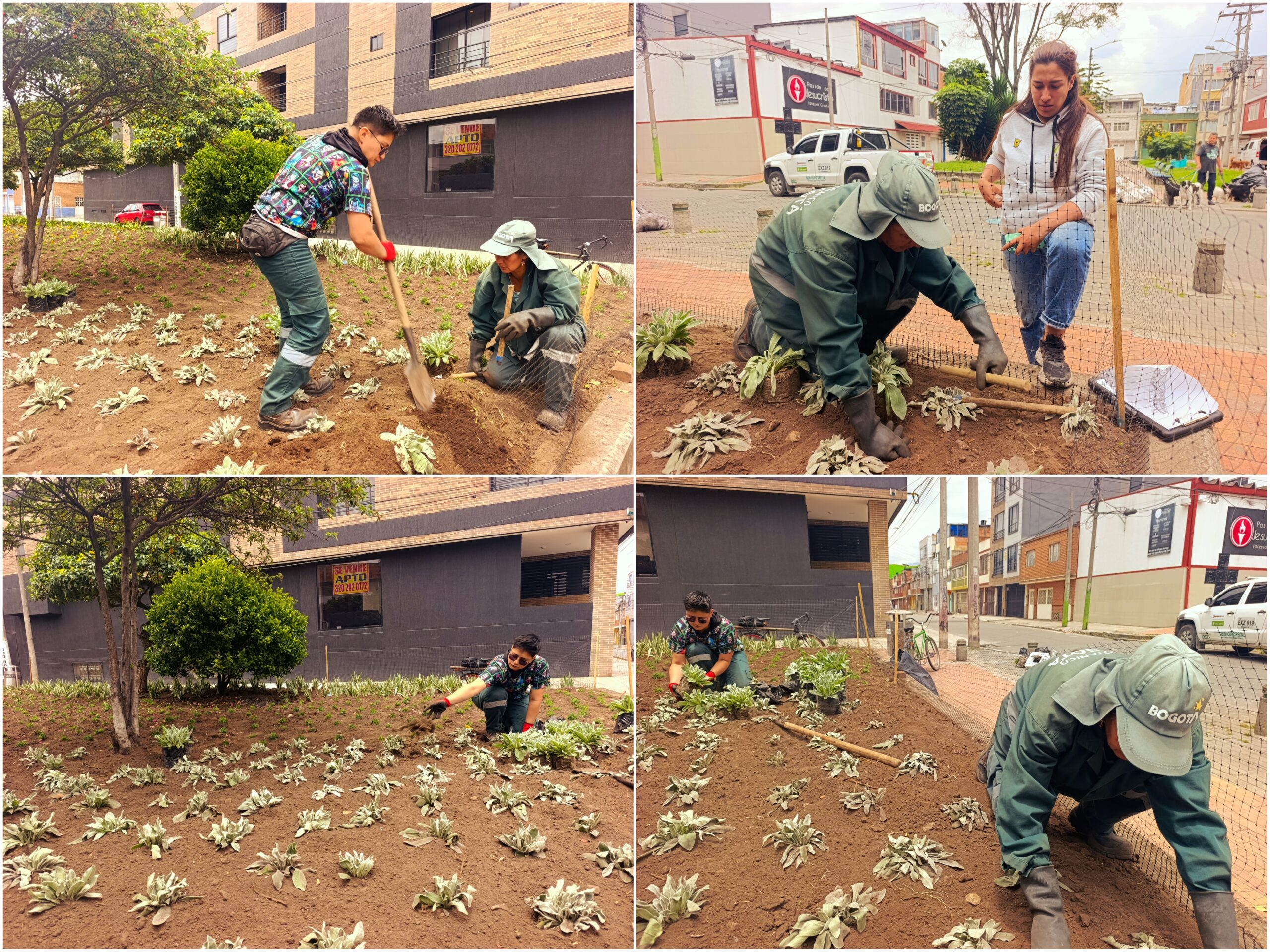 Historias del verde urbano: ‘Playa Alcalá’ floreció con miles de plantas de 10 especies