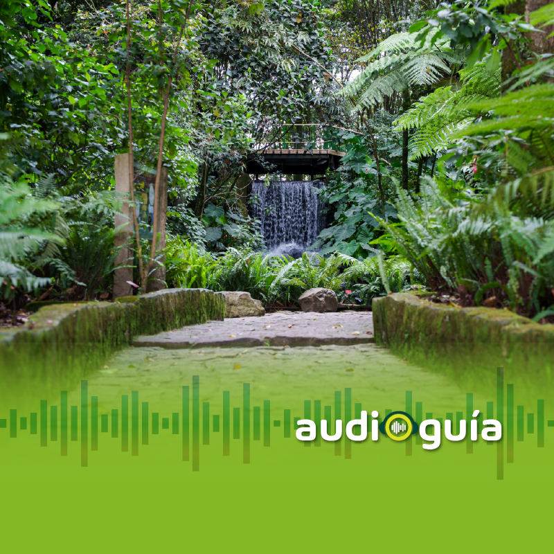 Audioguía parada 4 Jardín de Criptógamas