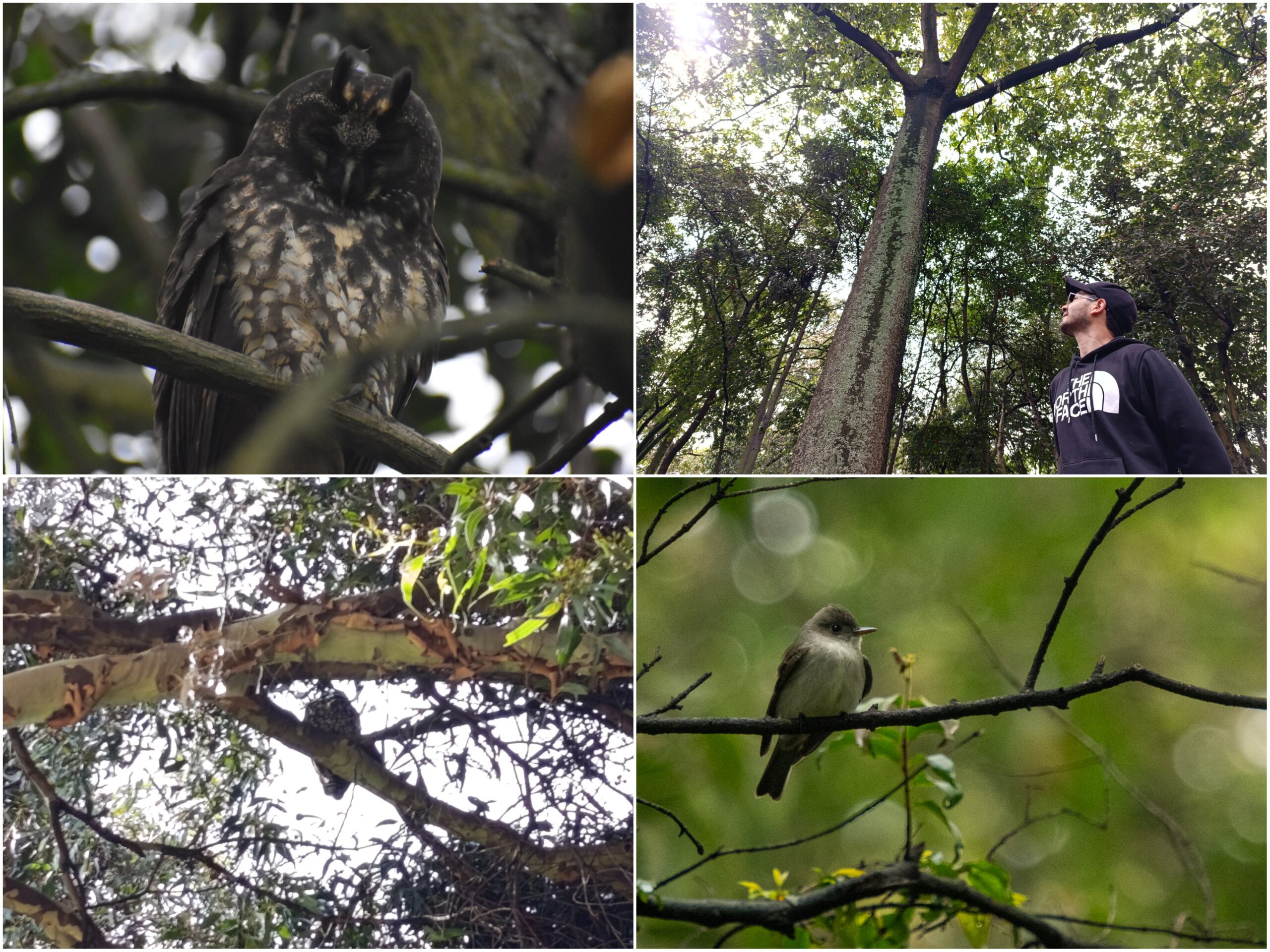 Historias del verde urbano: Guías de las aves con sus cantos: la nueva apuesta del Jardín Botánico en los bosques urbanos