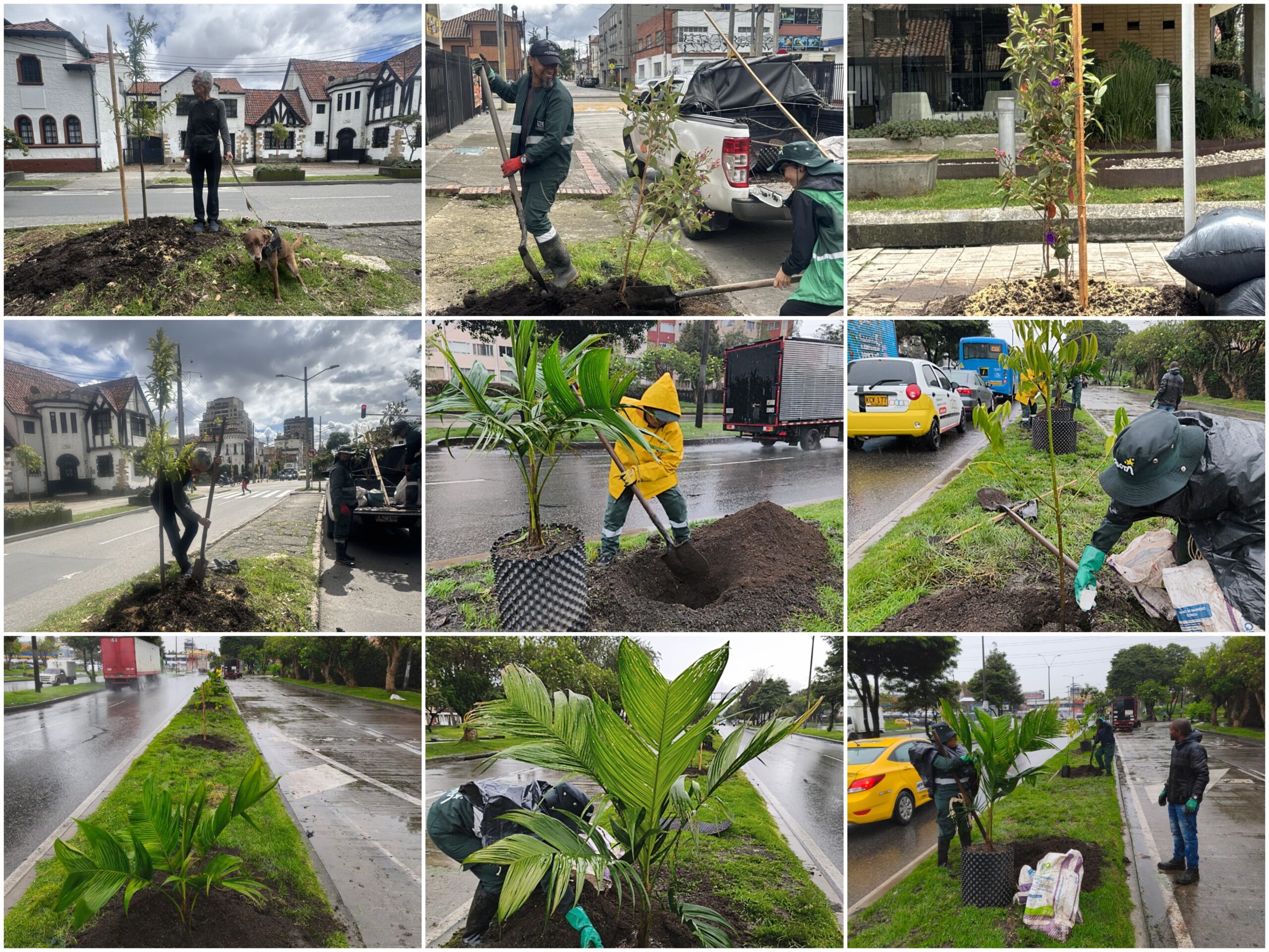 Historias del verde urbano: El festejo verde que le regaló a Bogotá más de 300 árboles y arbustos Historias del verde urbano: El festejo verde que le regaló a Bogotá más de 300 árboles y arbustos