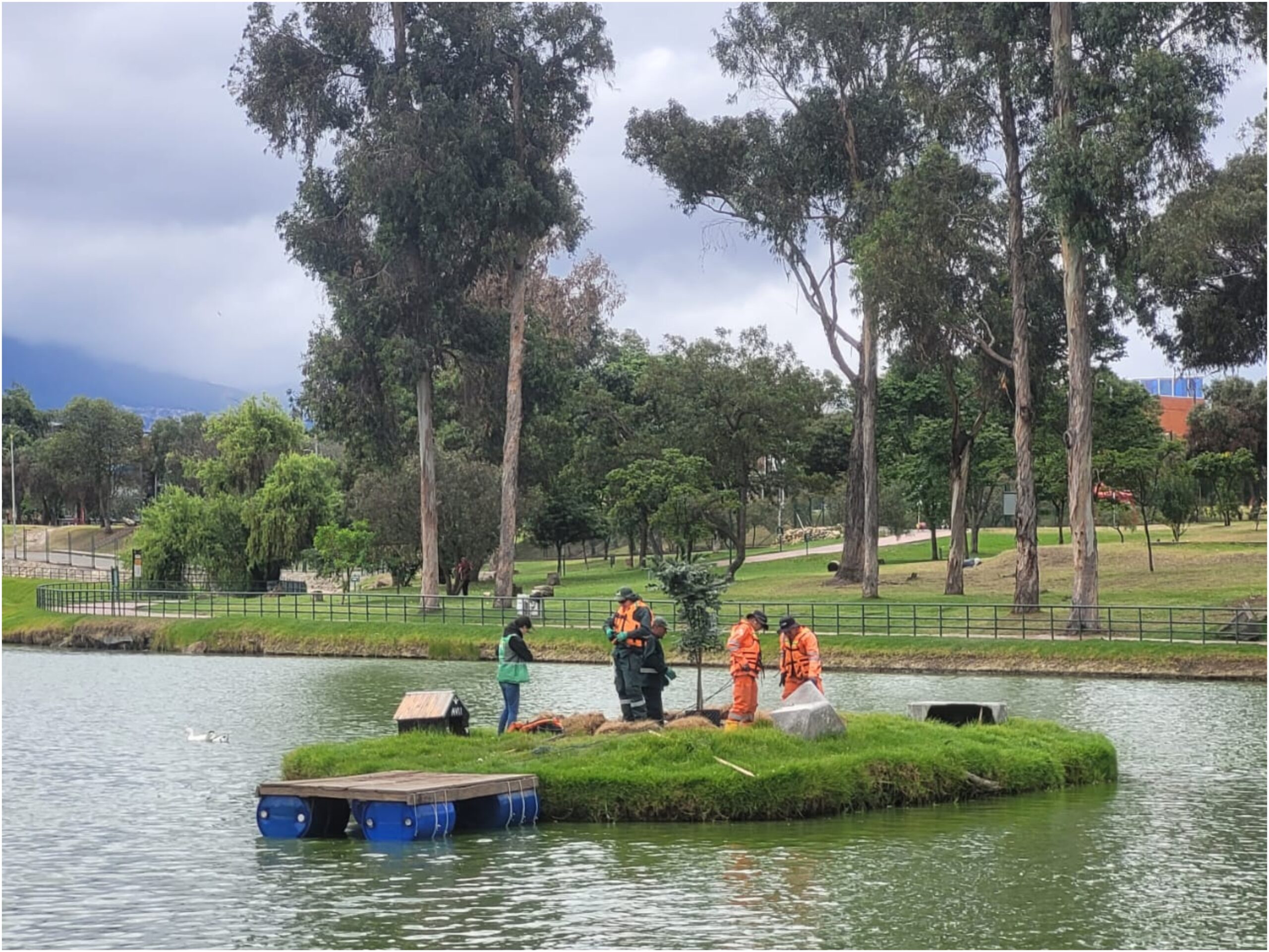 Historias del verde urbano: El nuevo guayacán de la isla del lago del parque Timiza