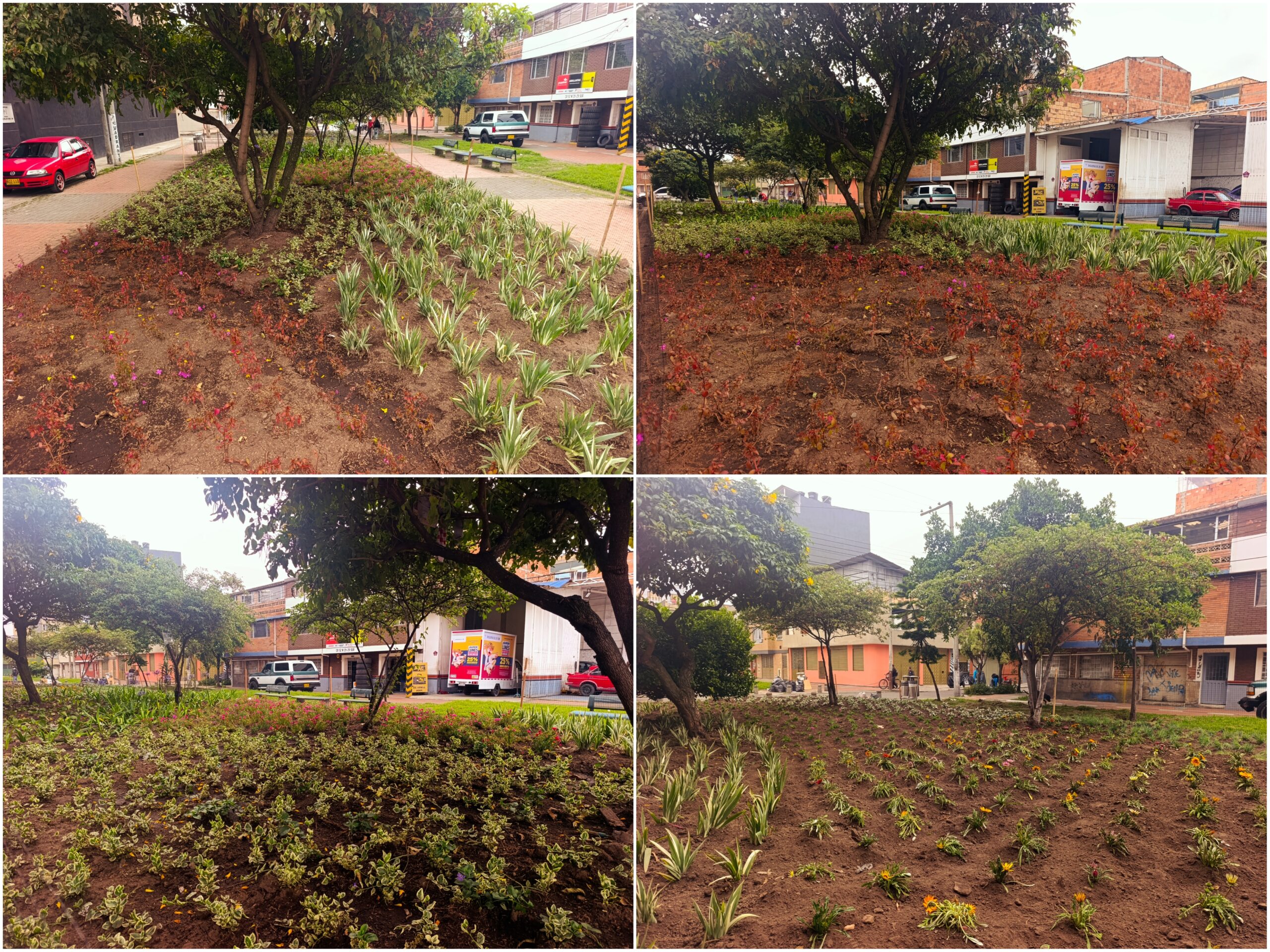 Historias del verde urbano: ‘Playa Alcalá’ floreció con miles de plantas de 10 especies