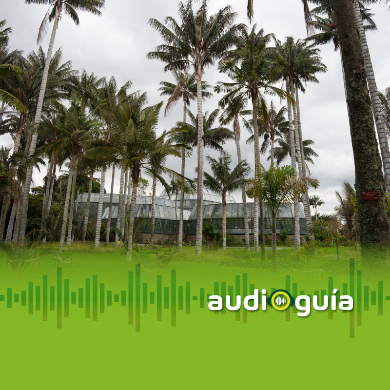 Audioguía parada 5 Palmas de Cera