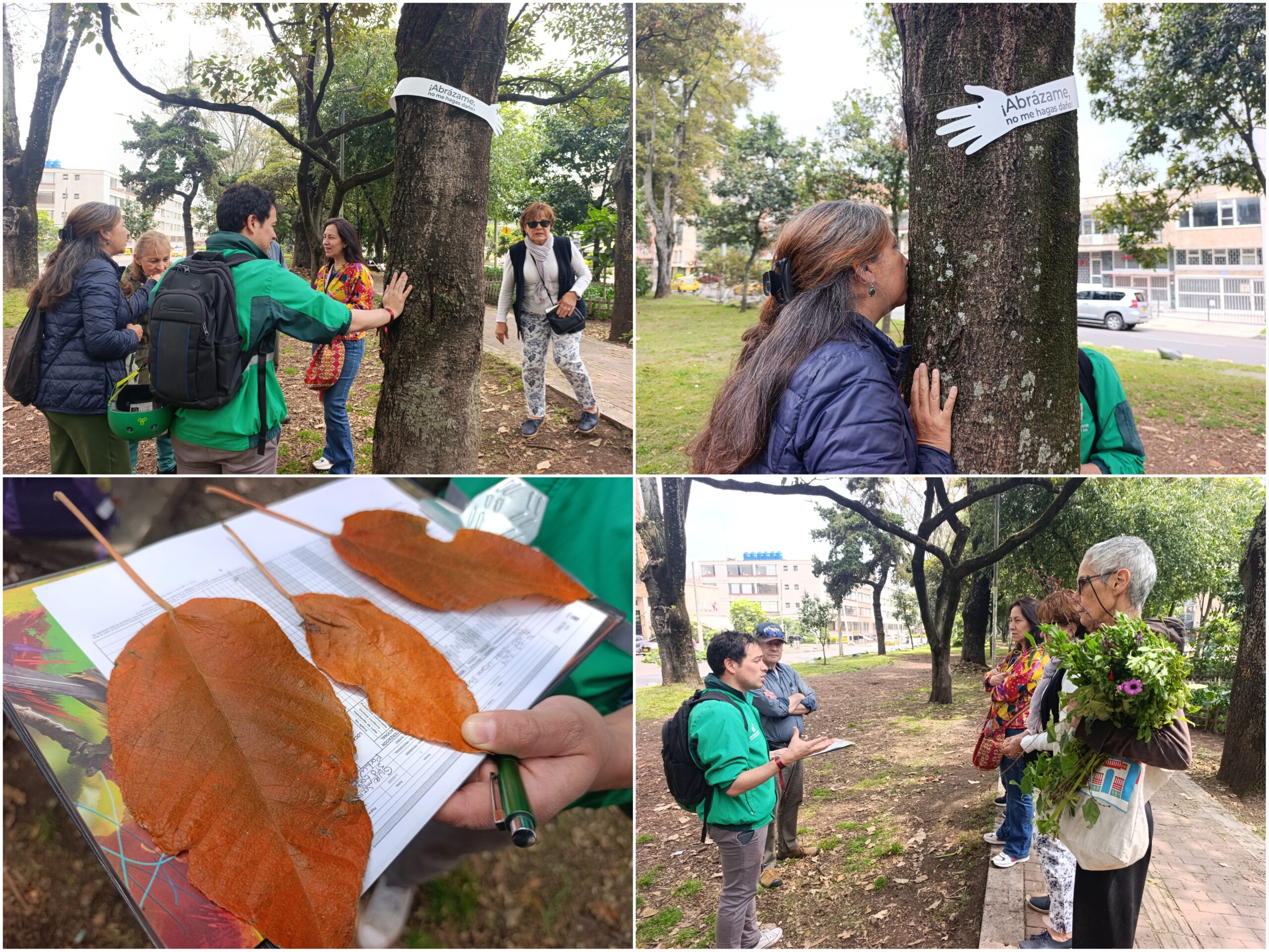 Historias del verde urbano: ¡Acciones de renaturalización en un ícono biodiverso de Teusaquillo!