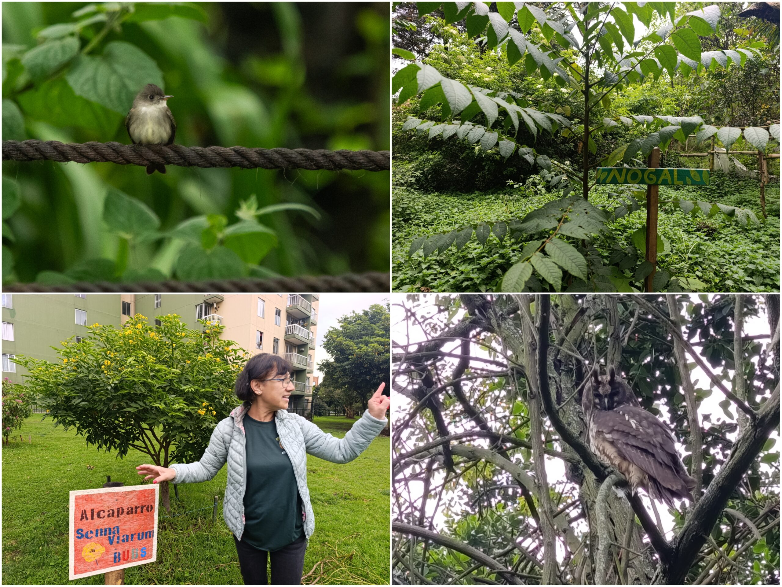 Historias del verde urbano: Guías de las aves con sus cantos: la nueva apuesta del Jardín Botánico en los bosques urbanos