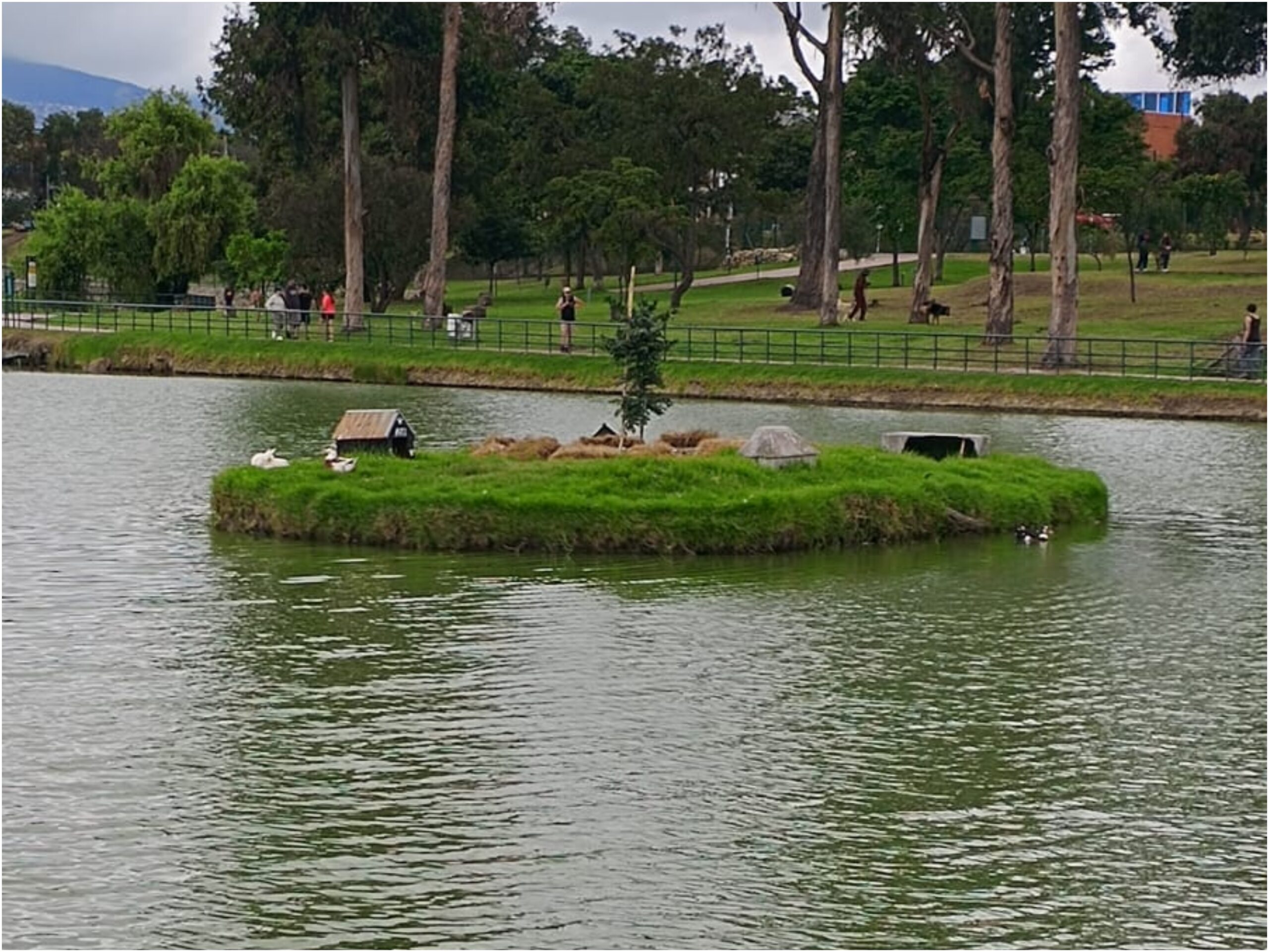Historias del verde urbano: El nuevo guayacán de la isla del lago del parque Timiza