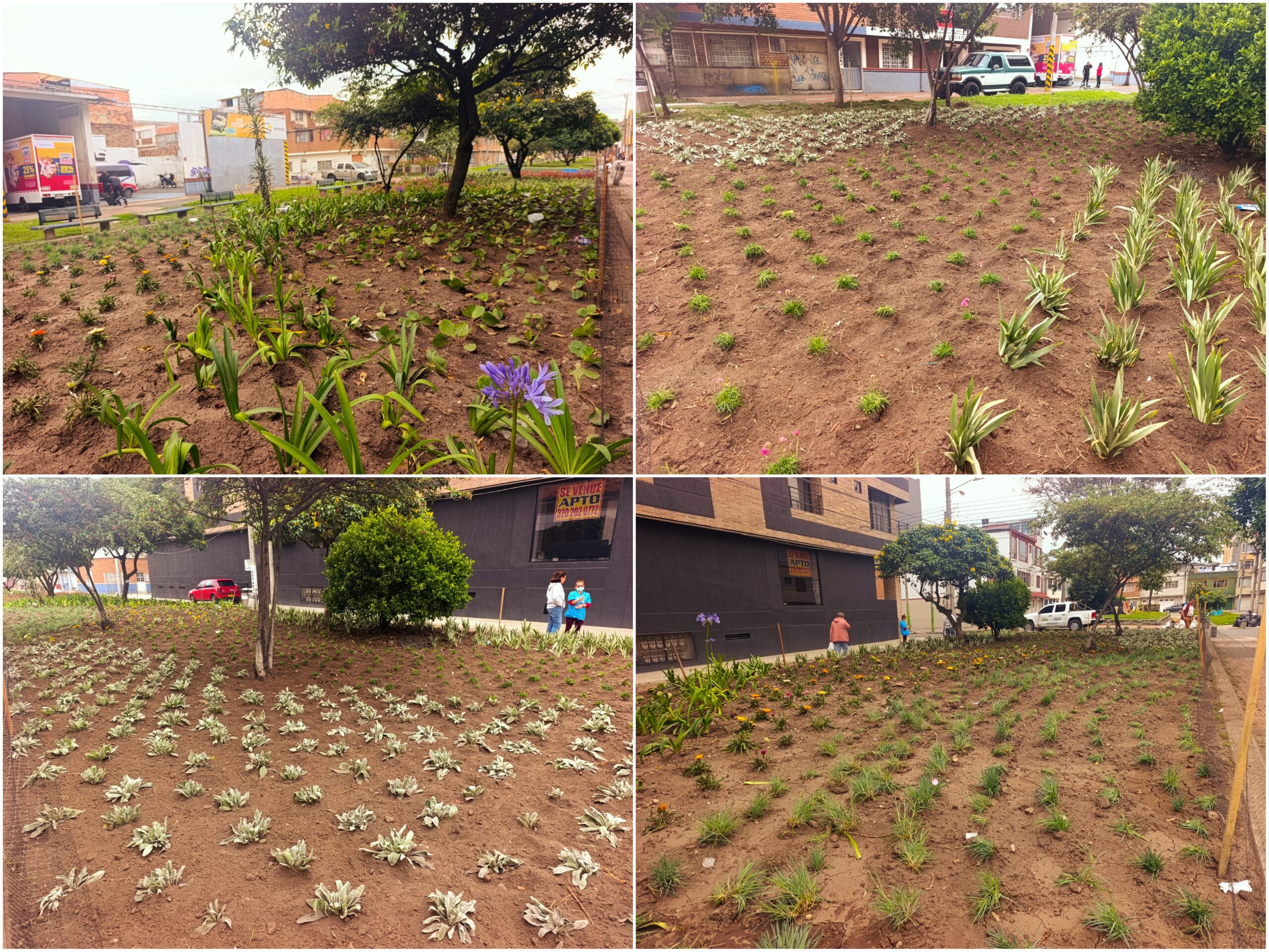 Historias del verde urbano: ‘Playa Alcalá’ floreció con miles de plantas de 10 especies