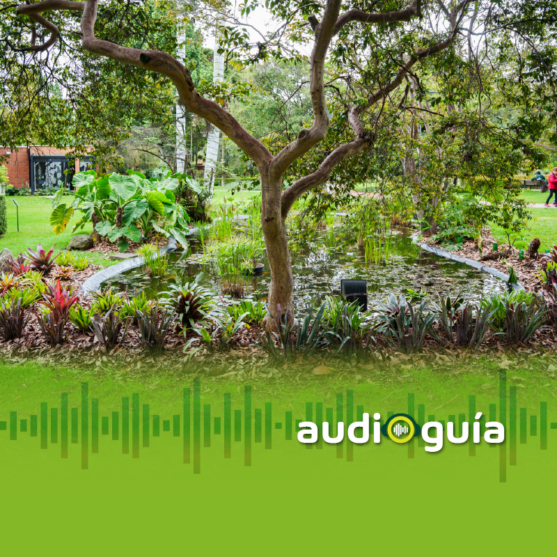Audioguía parada 6 El Arrayan