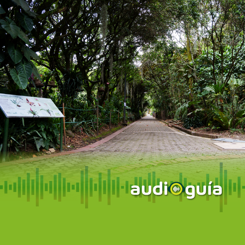 Audioguía parada 8 Sendero de Orquídeas y Bromelias