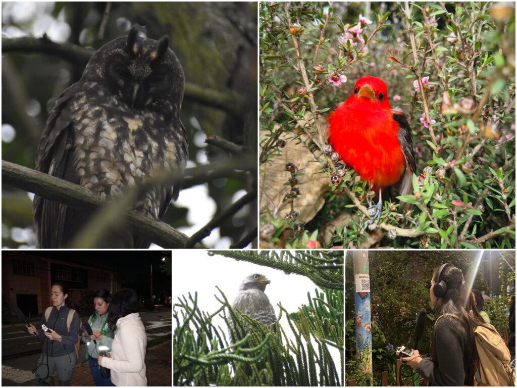 Historias del verde urbano: Guías de las aves con sus cantos: la nueva apuesta del Jardín Botánico en los bosques urbanos