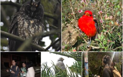 Historias del verde urbano: Guías de las aves con sus cantos: la nueva apuesta del Jardín Botánico en los bosques urbanos