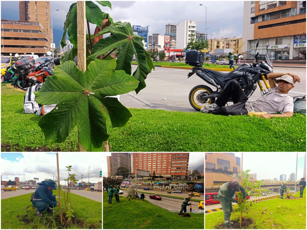 Historias del verde urbano: La recuperación verde de la avenida más arbolada de Bogotá