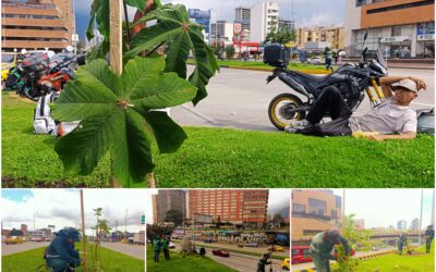 Historias del verde urbano: La recuperación verde de la avenida más arbolada de Bogotá