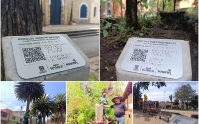Historias del verde urbano : “Memoria Señalética”: una nueva apuesta para conocer los árboles patrimoniales de Bogotá