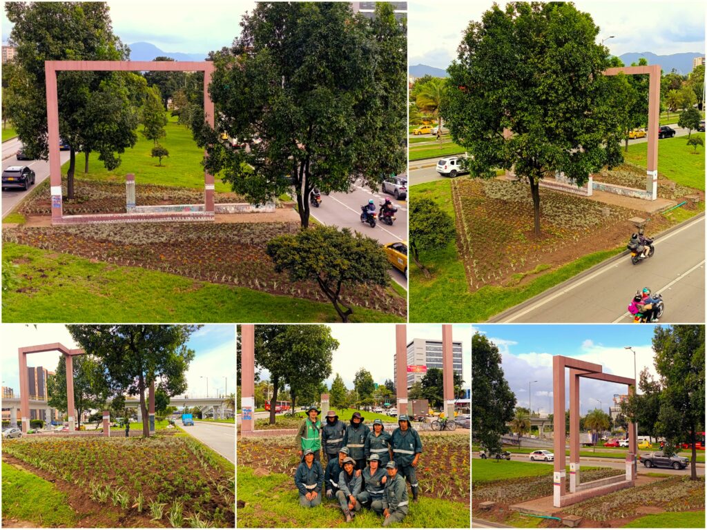 “El trazado es un tipo de bordado: con las estacas y la piola les vamos dando forma a las líneas y curvas donde van a ir las plantas. Maira, que tiene un ojo clínico para trazar, siempre es mi mano derecha en esta actividad”. Hacia las dos de la tarde, la mitad del primer sector de la jardinera quedó plantado con miles de manos de Dios, clavellinas y botones de oro. El equipo se fue a descansar con la tranquilidad de haber alcanzado estos resultados. “Pensé que solo íbamos a poder hacer el trazado. Pero nos rindió bastante y además mis compañeros lograron descargar gran parte del material vegetal; creo que ese día hicieron como ocho viajes en la camioneta”, apuntó Maira. El martes 21 de abril, los operarios y su líder volvieron a madrugar para continuar con su misión jardinera. Durante toda la mañana dejaron totalmente plantada la primera área, donde hay un roble de porte alto, y en la tarde inició el trazado del segundo sector. “Fue una jornada bastante productiva: 135 metros cuadrados reverdecidos con miles de plantas de las seis especies y los otros 135 ya trazados. Con estos resultados sabíamos que el proyecto lo íbamos a terminar el día miércoles”, precisó Sergio. El tercer día de trabajo, que coincidió con la celebración del Día de la Tierra, contó con la participación del IDPC y la Alcaldía Local de Fontibón. Varios funcionarios ayudaron a plantar algunas zonas del jardín oriental, donde también hay un roble adulto. “Los trabajadores del Centro Empresarial Dorado Plaza no pudieron asistir por temas logísticos. Sin embargo, nos dijeron que iban a estar muy pendientes del estado de la nueva jardinera”, aseguró Alejandra Núñez, profesional del equipo social. A las tres de la tarde, los alrededores de la “Ventana a Bogotá” se convirtieron en un nuevo jardín de 270 metros cuadrados donde resaltan los diferentes tonos de las 3.400 plantas de seis especies. “Es uno de los proyectos más bellos que hemos hecho con mi cuadrilla, operarios que le ponen todo el esfuerzo, dedicación y amor a los jardines que tenemos a cargo. Desde un puente peatonal se puede apreciar la hermosura de la cobertura vegetal que decora el monumento”. Intiwatana, monumento creado por el artista Fernando de Zsyzslo ubicado en el separador de la carrera 78, será el próximo reto jardinero de este equipo. Los antiguos tíbares serán reemplazados por especies coloridas y de porte bajo. “Tenemos proyectado intervenir el jardín de esta escultura durante el mes de mayo. También será un trabajo duro porque debemos retirar todos los arbustos y empezar a crear una nueva jardinera desde cero”, puntualizó el ingeniero.