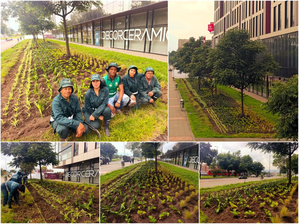 Historias del verde urbano: El nuevo jardín en forma de río del barrio Modelia