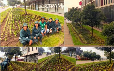 Historias del verde urbano: El nuevo jardín en forma de río del barrio Modelia