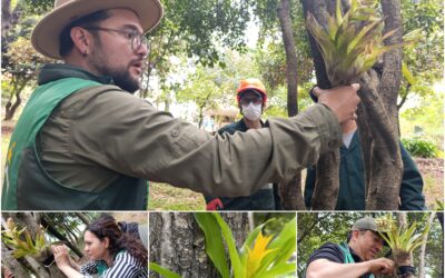 Historias del verde urbano: Las bromelias reinan en el único bosque urbano de Puente Aranda