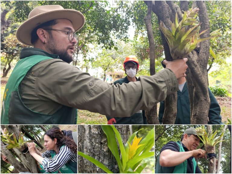 Historias del verde urbano: Las bromelias reinan en el único bosque urbano de Puente Aranda