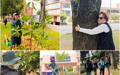 Historias del verde urbano: ¡Acciones de renaturalización en un ícono biodiverso de Teusaquillo!