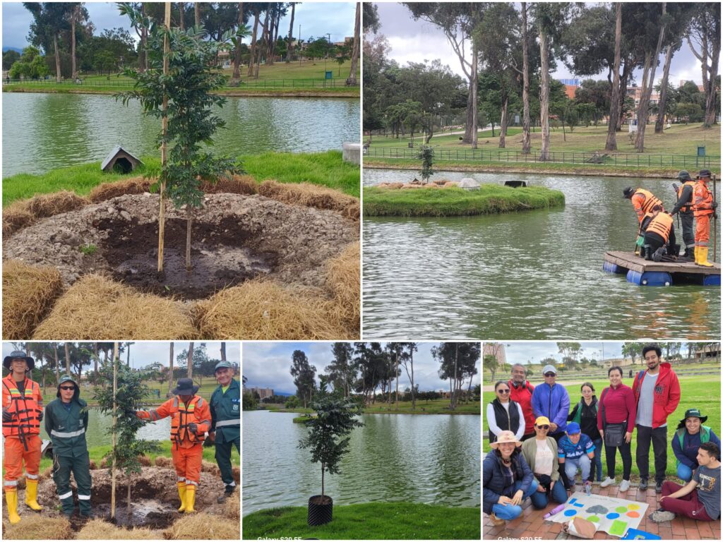 Historias del verde urbano: El nuevo guayacán de la isla del lago del parque Timiza