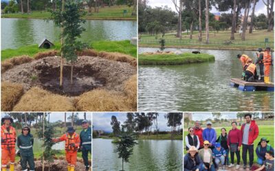 Historias del verde urbano: El nuevo guayacán de la isla del lago del parque Timiza