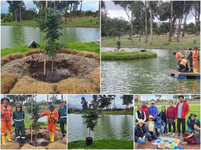 Historias del verde urbano: El nuevo guayacán de la isla del lago del parque Timiza