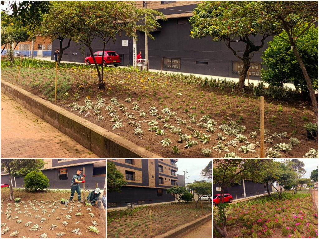 Historias del verde urbano: ‘Playa Alcalá’ floreció con miles de plantas de 10 especies