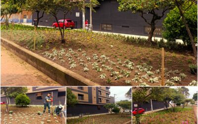 Historias del verde urbano: ‘Playa Alcalá’ floreció con miles de plantas de 10 especies