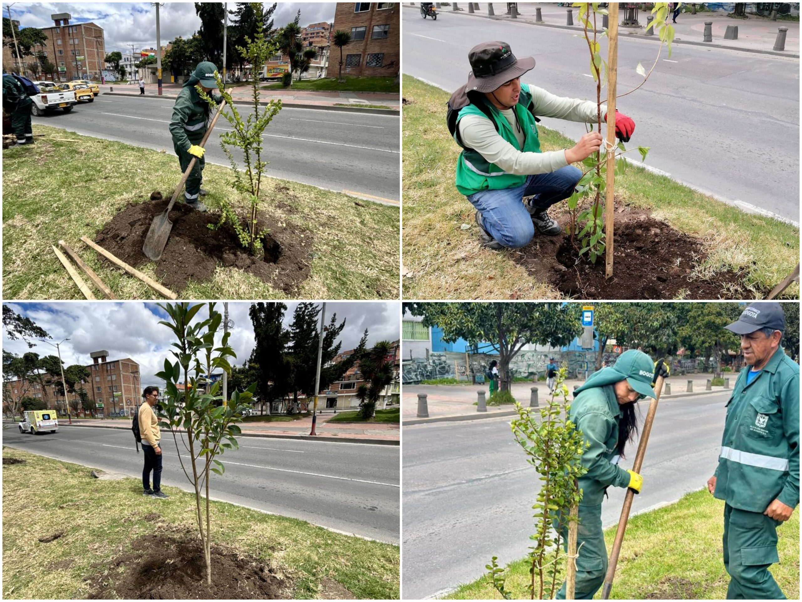 Historias del verde urbano: El nuevo separador arbóreo de Ciudad Bolívar