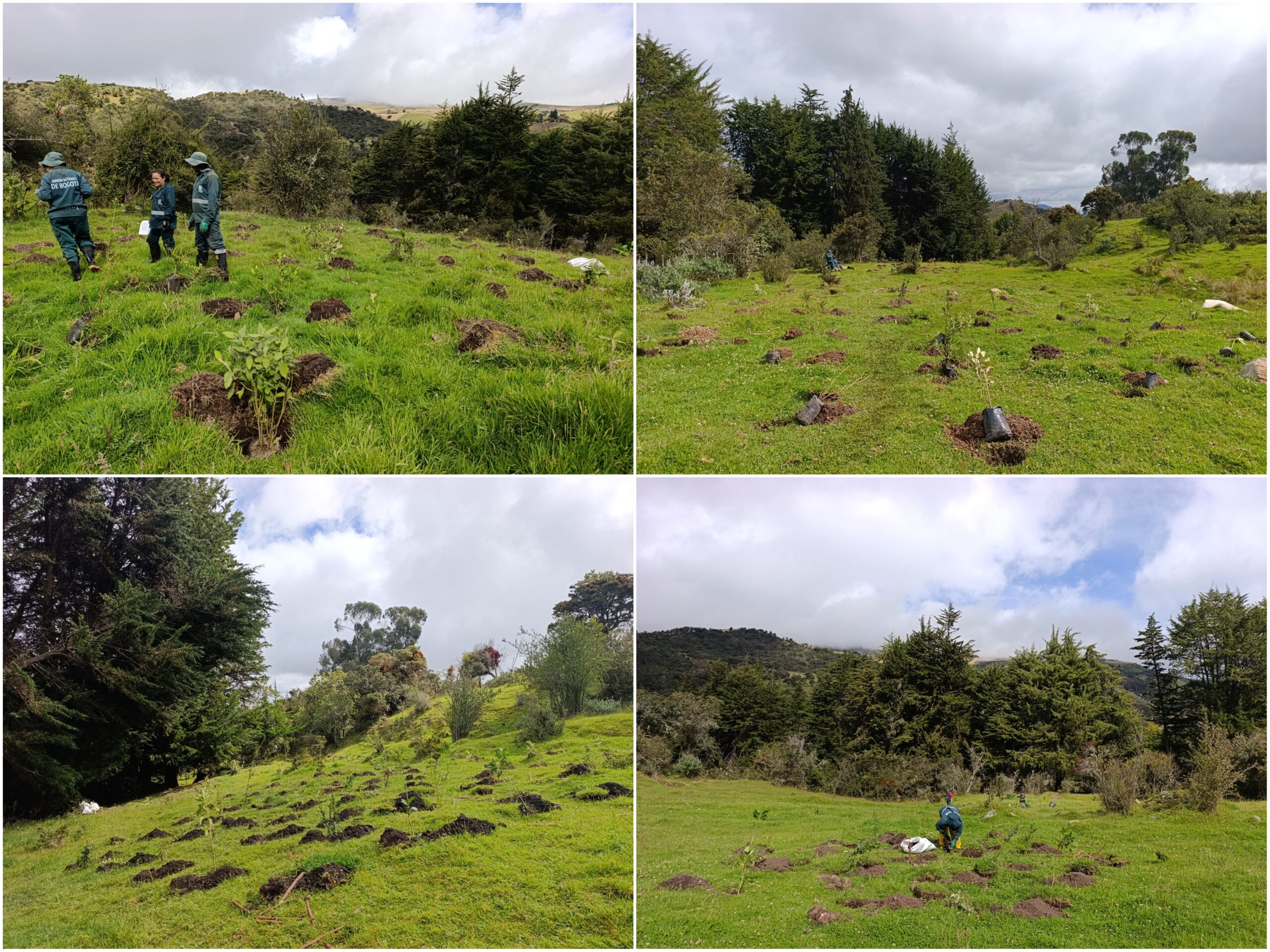 Historias del verde urbano: El nuevo proyecto de restauración donde crece una de las joyas botánicas que descubrió el sabio Mutis