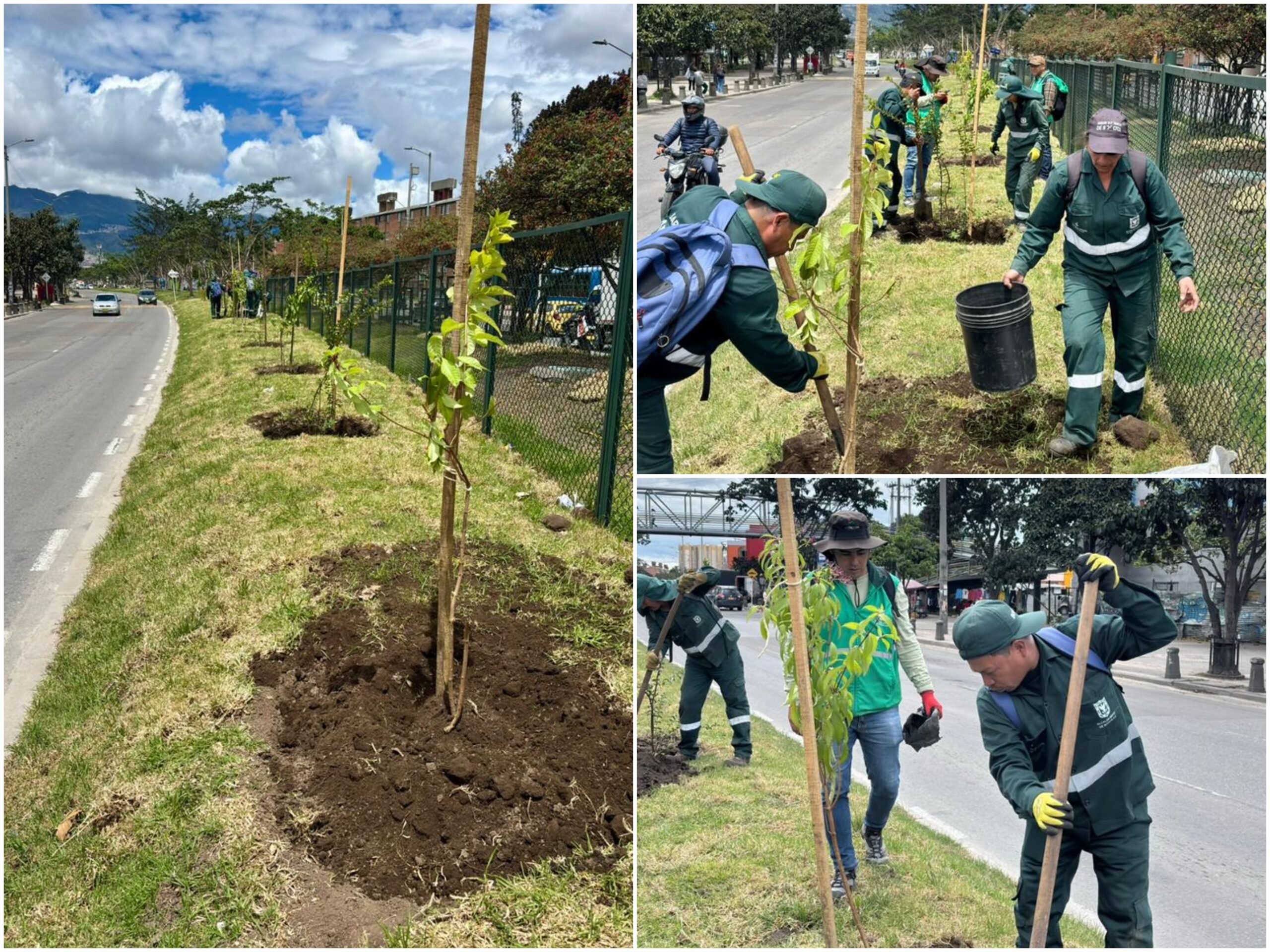 Historias del verde urbano: El nuevo separador arbóreo de Ciudad Bolívar