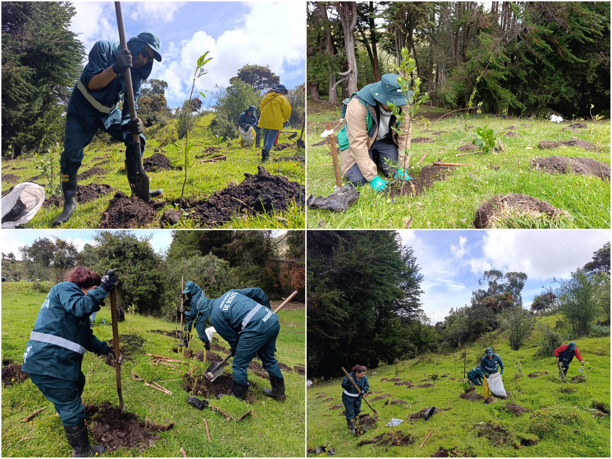 Historias del verde urbano: El nuevo proyecto de restauración donde crece una de las joyas botánicas que descubrió el sabio Mutis