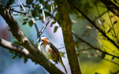 pajarito planta