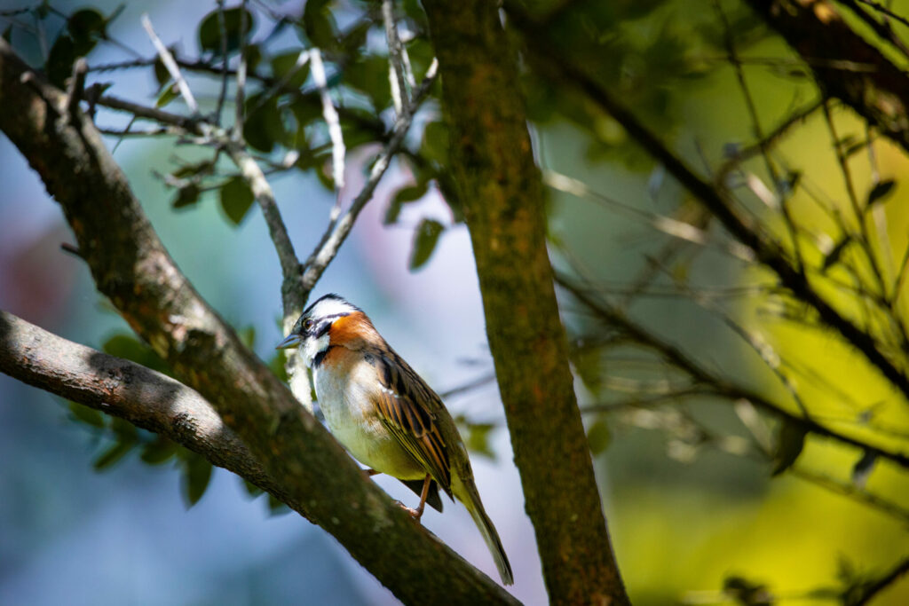 pajarito planta