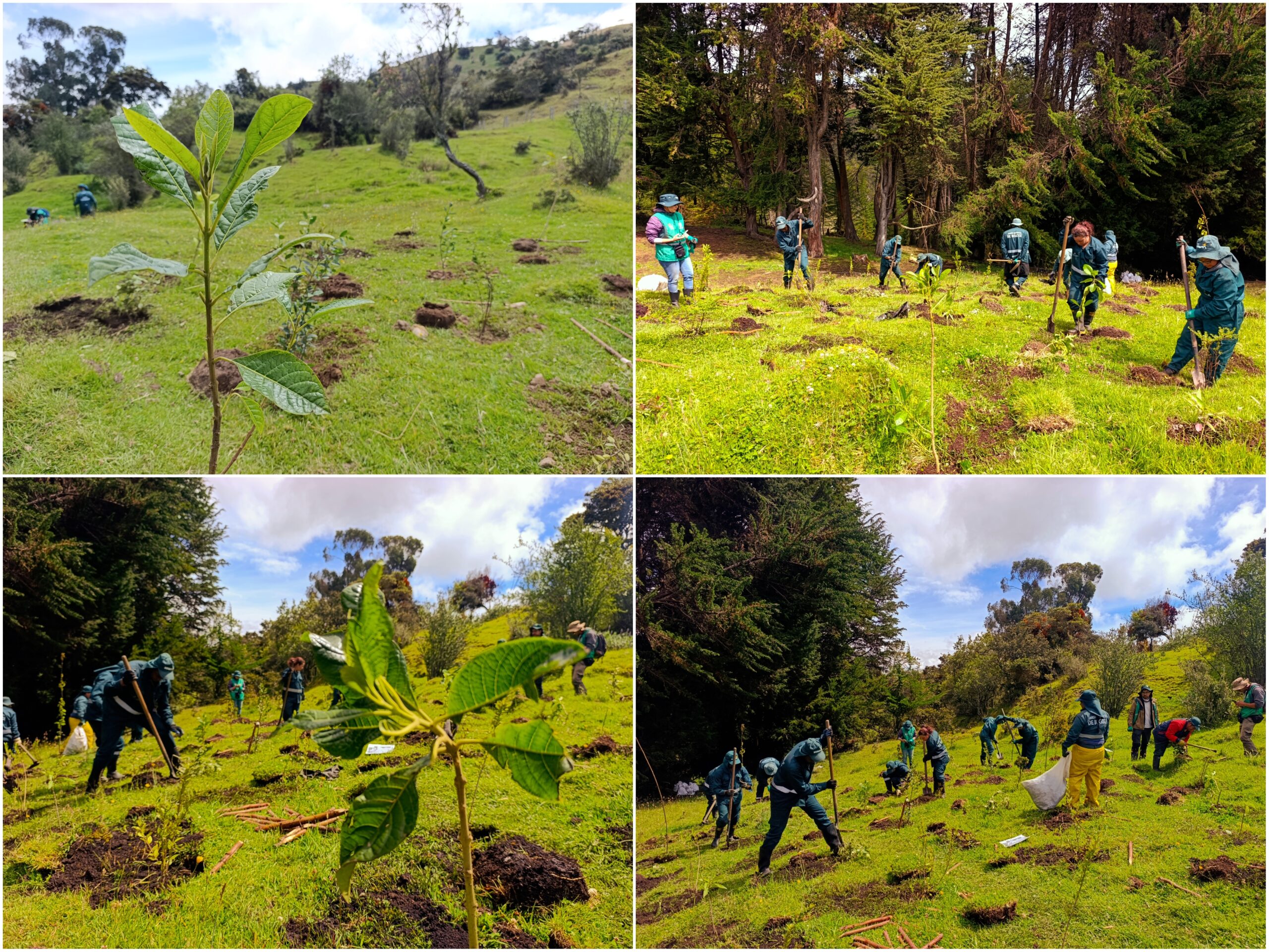 Historias del verde urbano: El nuevo proyecto de restauración donde crece una de las joyas botánicas que descubrió el sabio Mutis