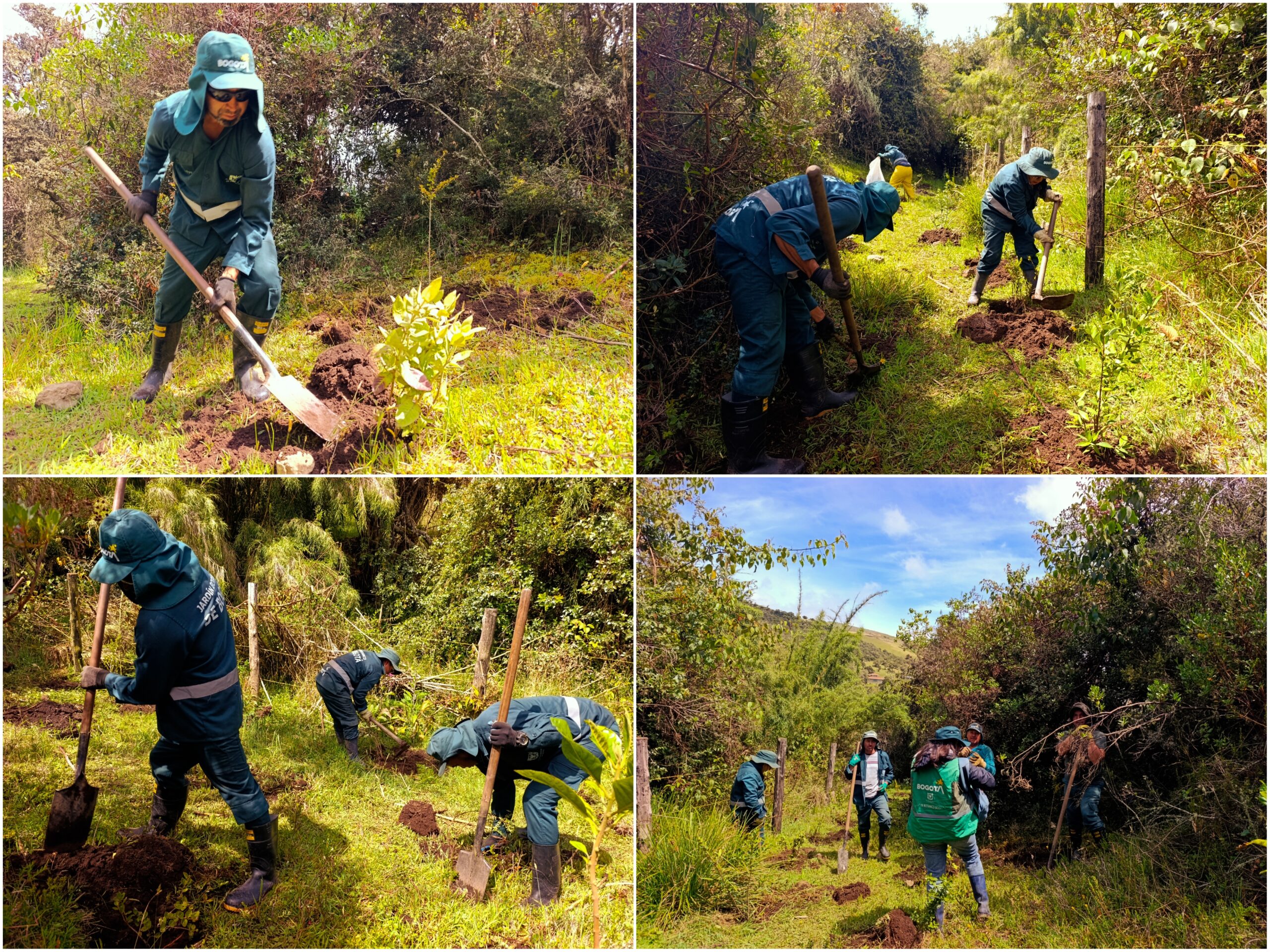 Historias del verde urbano: El nuevo proyecto de restauración donde crece una de las joyas botánicas que descubrió el sabio Mutis