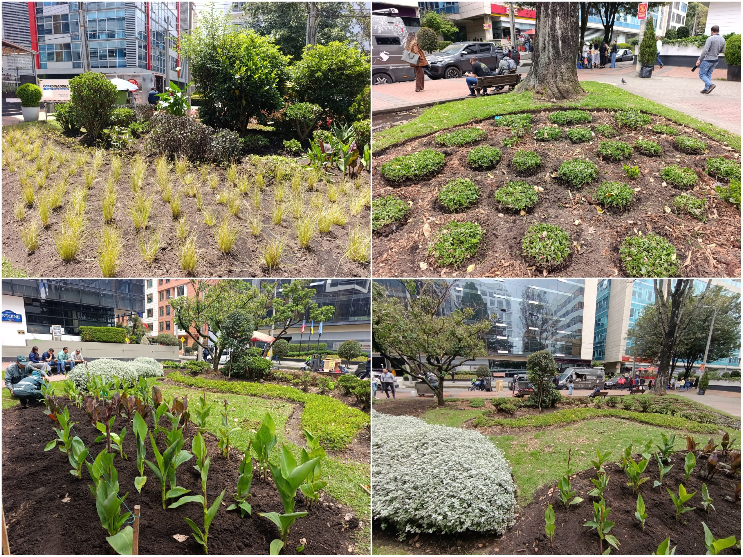 Historias del verde urbano: ¡Transformación jardinera en Chicó Reservado!