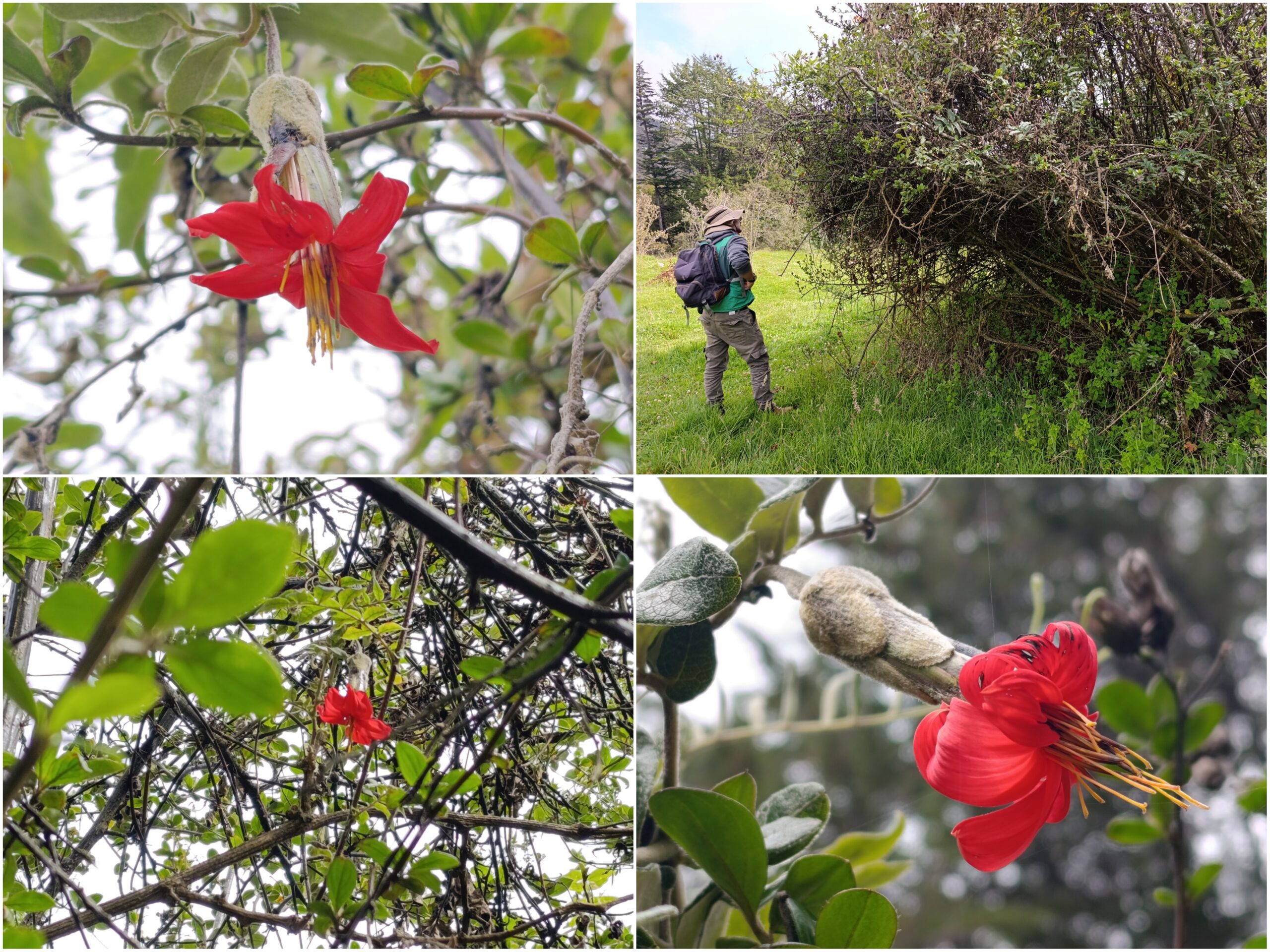 Historias del verde urbano: El nuevo proyecto de restauración donde crece una de las joyas botánicas que descubrió el sabio Mutis