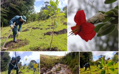 Historias del verde urbano: El nuevo proyecto de restauración donde crece una de las joyas botánicas que descubrió el sabio Mutis
