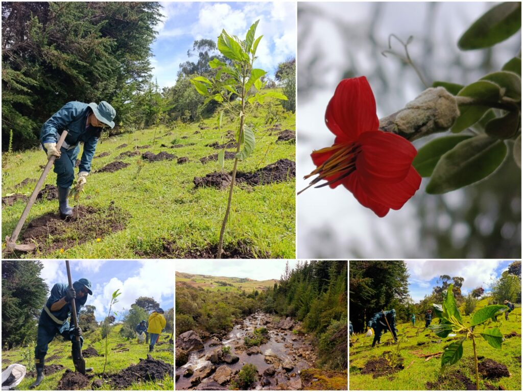 Historias del verde urbano: El nuevo proyecto de restauración donde crece una de las joyas botánicas que descubrió el sabio Mutis