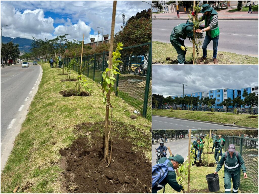 Historias del verde urbano: El nuevo separador arbóreo de Ciudad Bolívar