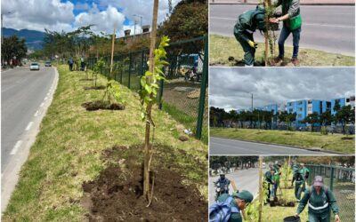 Historias del verde urbano: El nuevo separador arbóreo de Ciudad Bolívar