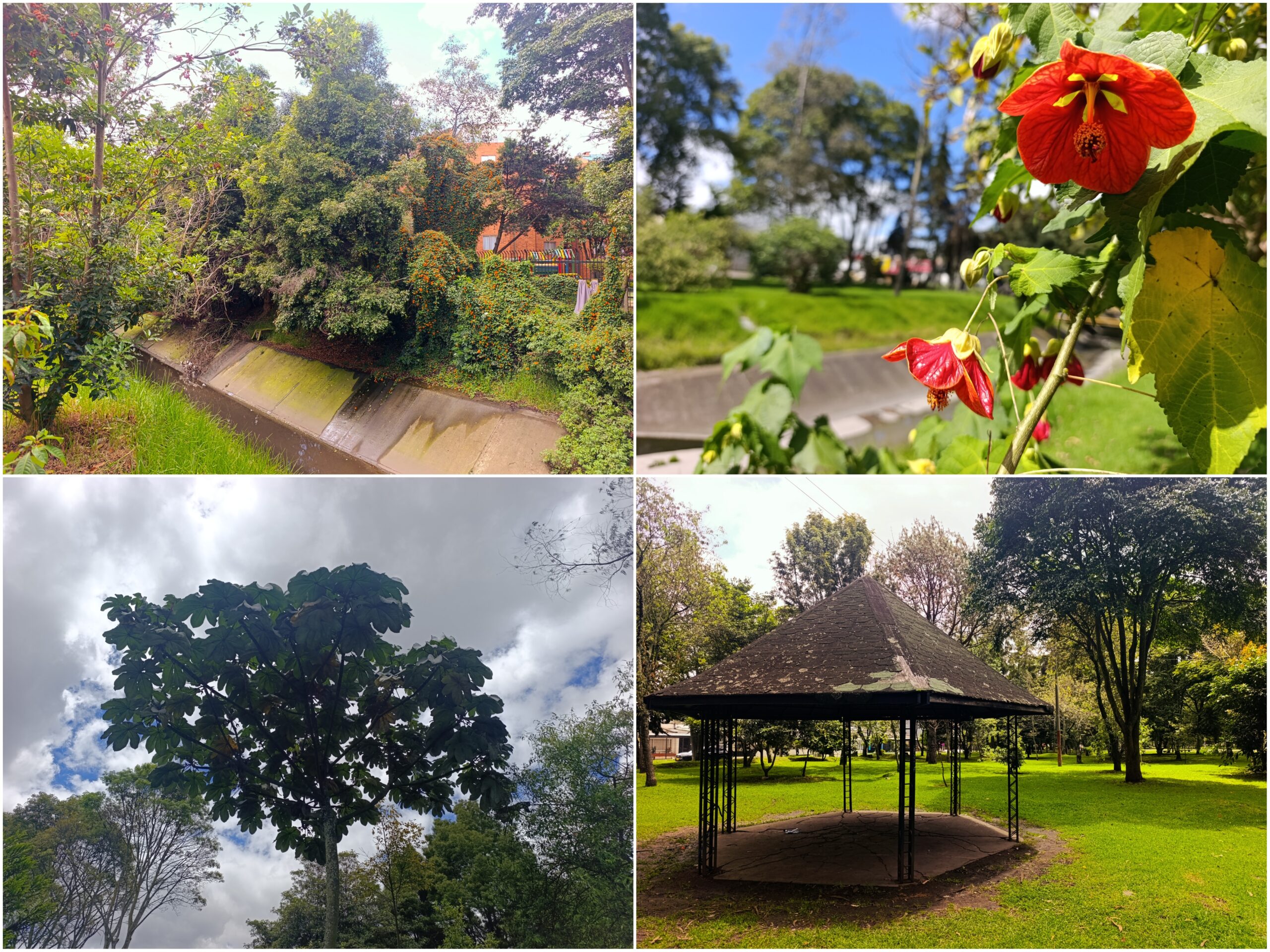 Historias del verde urbano: ¡Bosque urbano Canal Boyacá fortalece sus tejidos comunitarios!