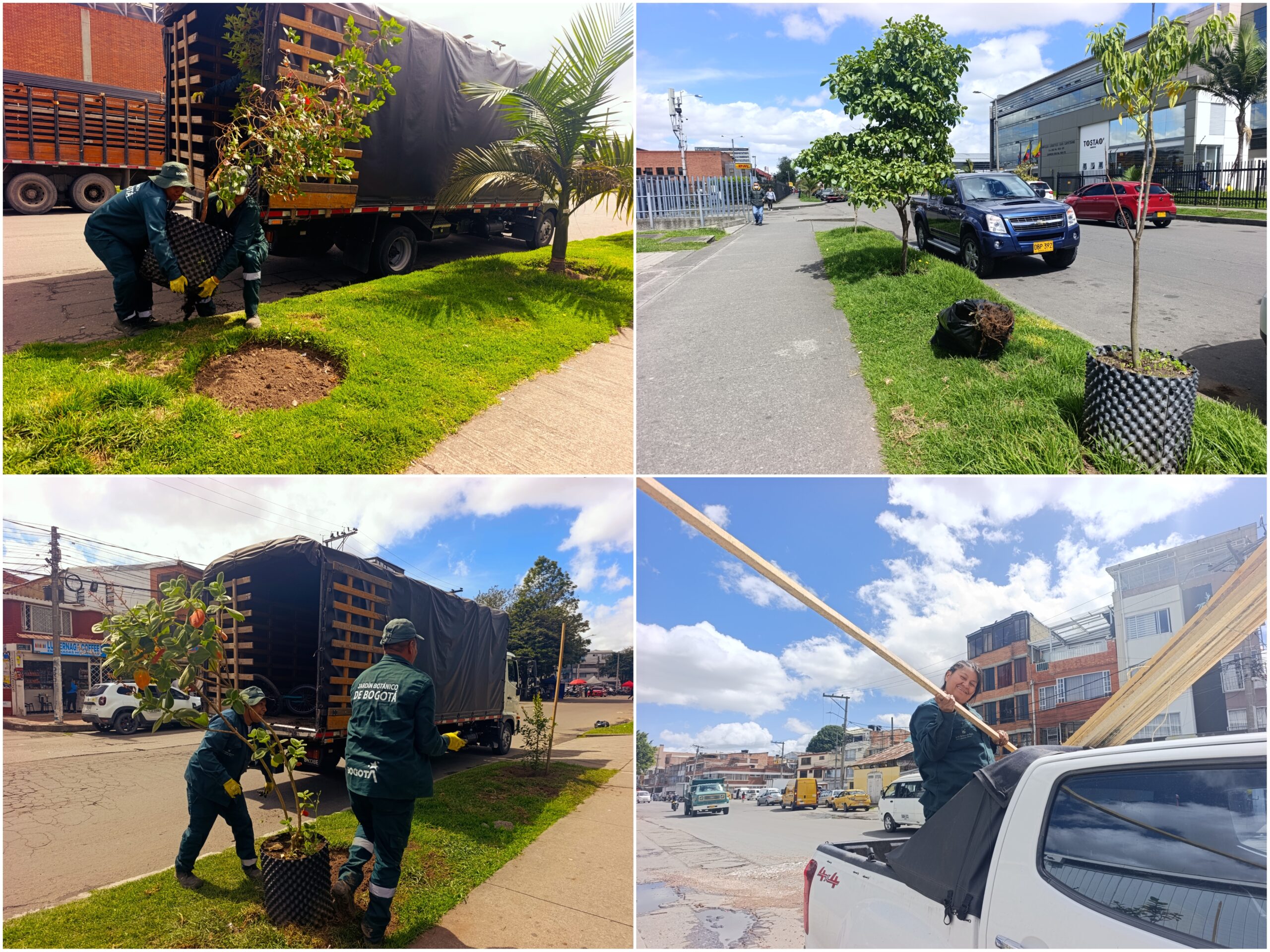 Historias del verde urbano: Recuperación arbórea en los andenes del Complejo Logístico San Cayetano Historias del verde urbano: Recuperación arbórea en los andenes del Complejo Logístico San Cayetano