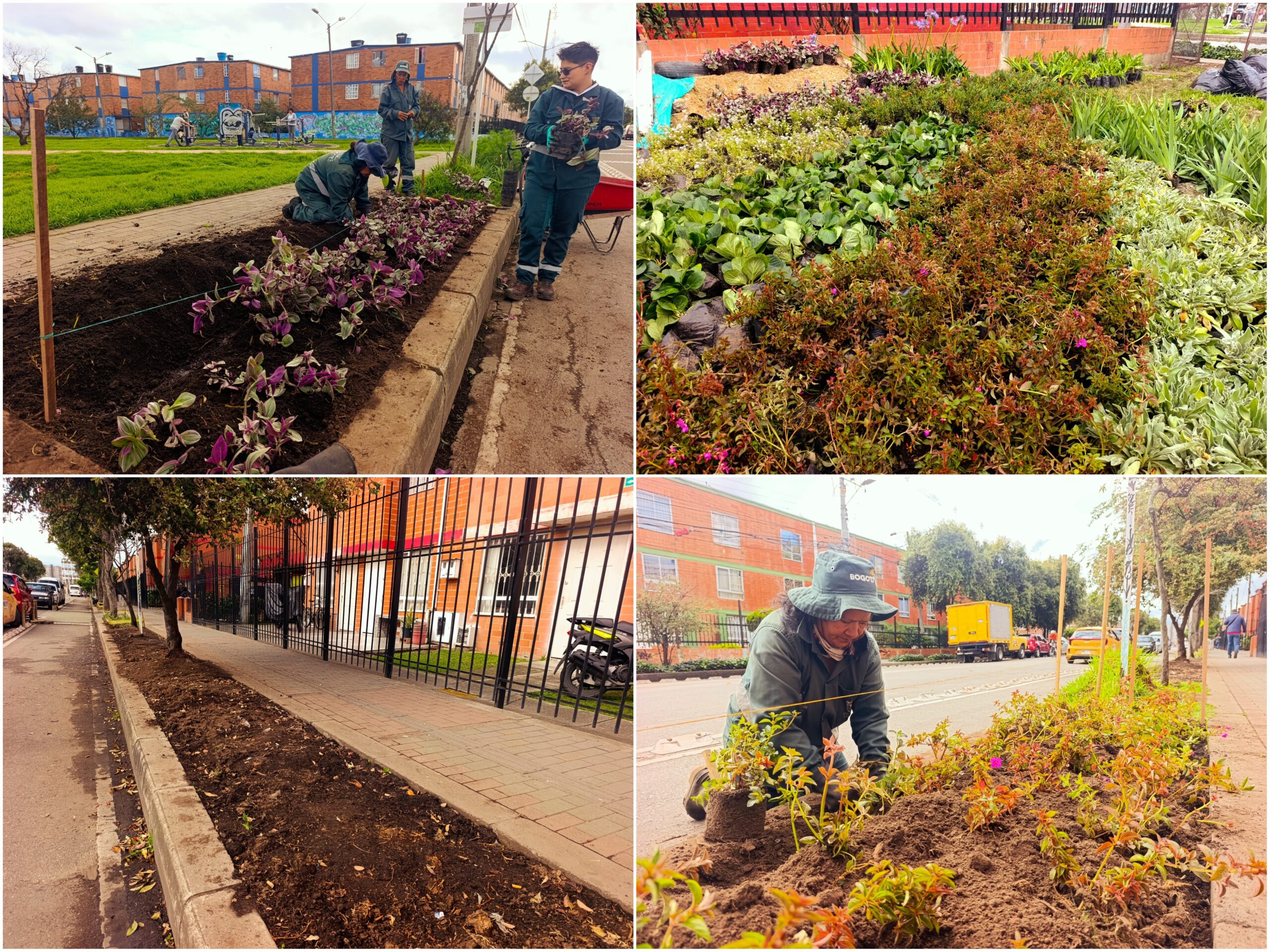 Historias del verde urbano: ¡Florecen los andenes de la Primavera del Tintal! Historias del verde urbano: ¡Florecen los andenes de la Primavera del Tintal!