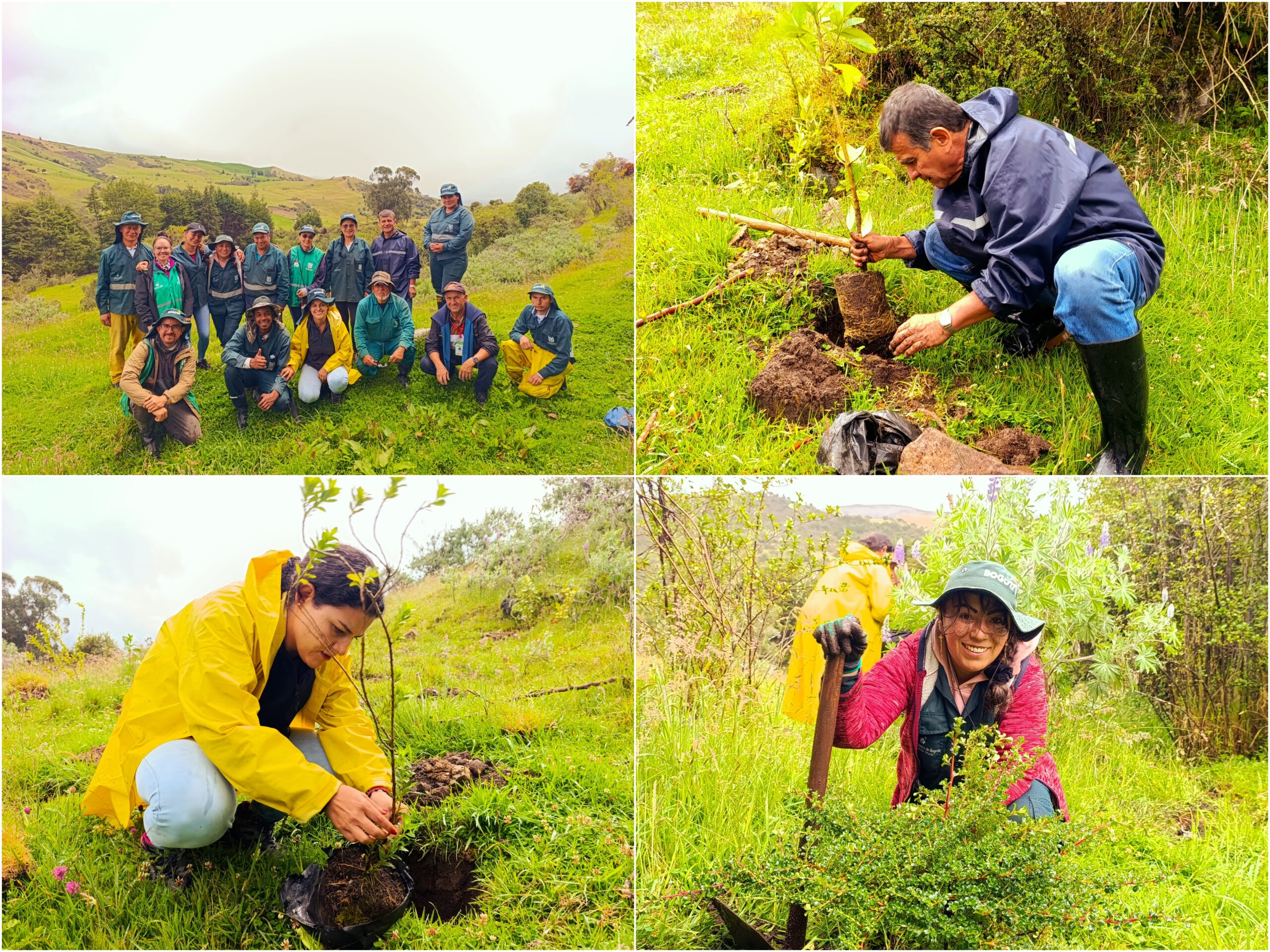 Historias del verde urbano: Bogotá aumentó su verde durante la Semana Ambiental con 296 nuevos árboles y arbustos Historias del verde urbano: Bogotá aumentó su verde durante la Semana Ambiental con 296 nuevos árboles y arbustos