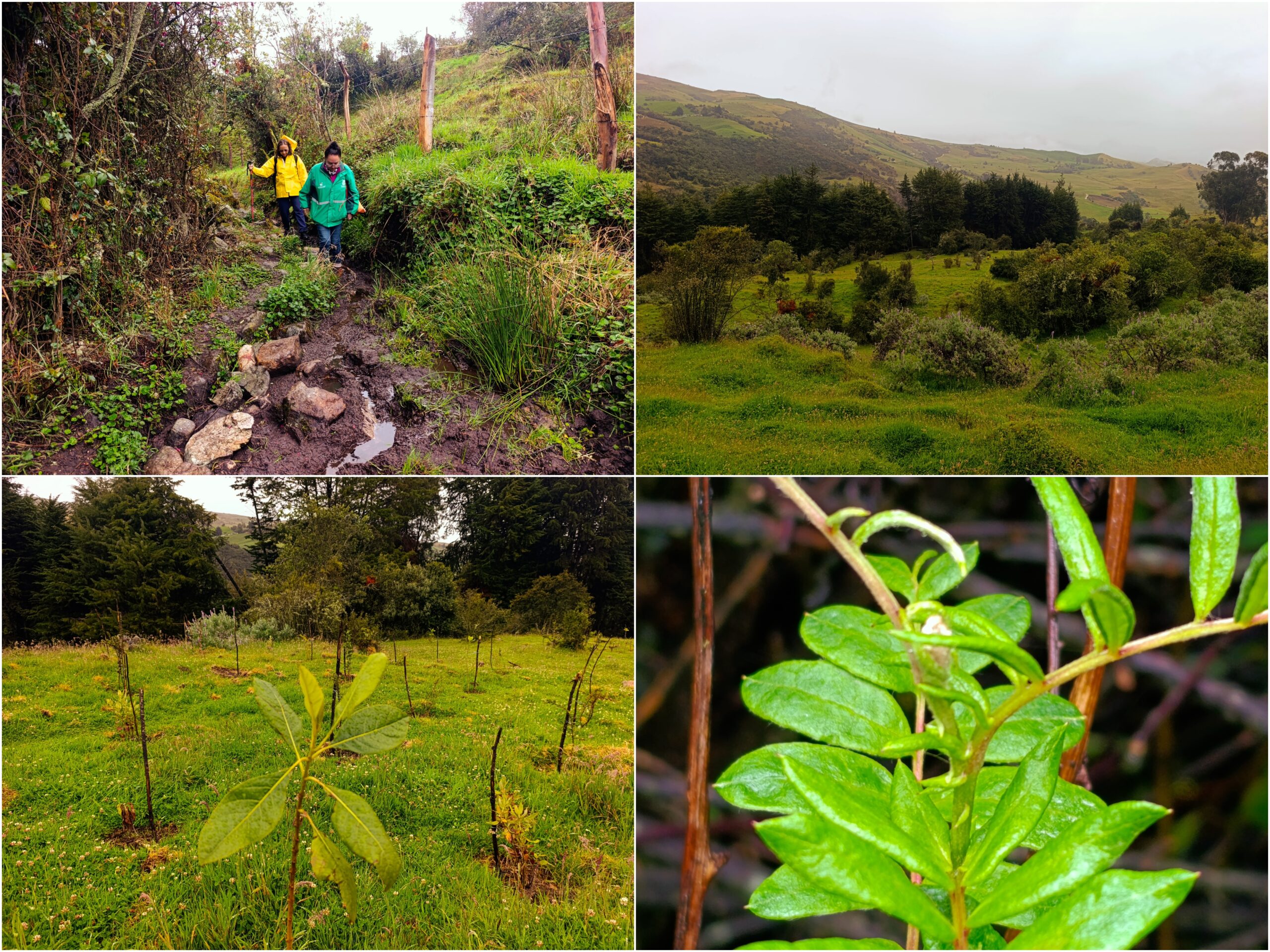 Historias del verde urbano: Un nuevo bosque nativo empieza a consolidarse en la ruralidad de Usme Historias del verde urbano: Un nuevo bosque nativo empieza a consolidarse en la ruralidad de Usme