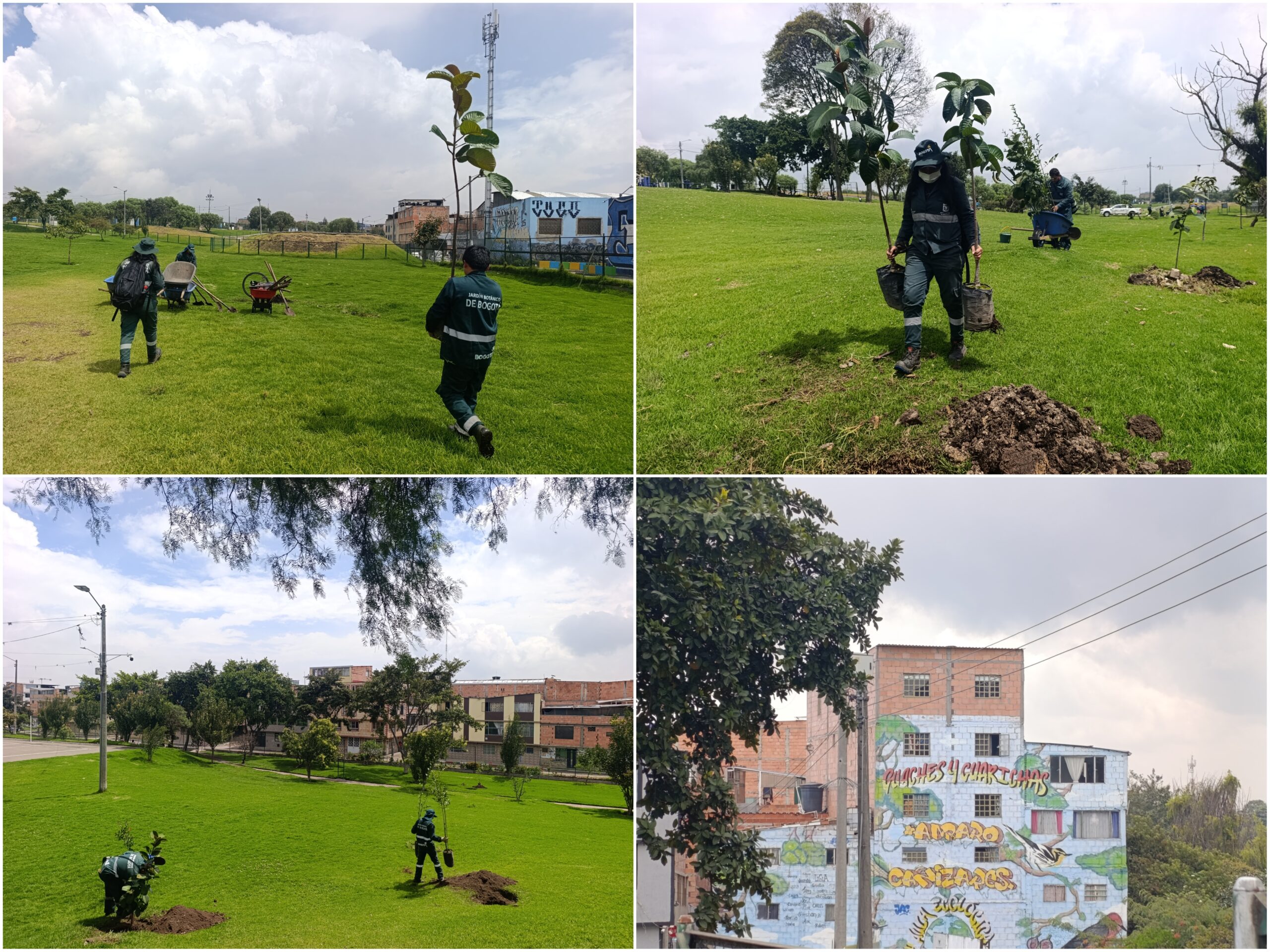 Historias del verde urbano: El vecino verde del humedal La Vaca fortaleció su arbolado Historias del verde urbano: El vecino verde del humedal La Vaca fortaleció su arbolado