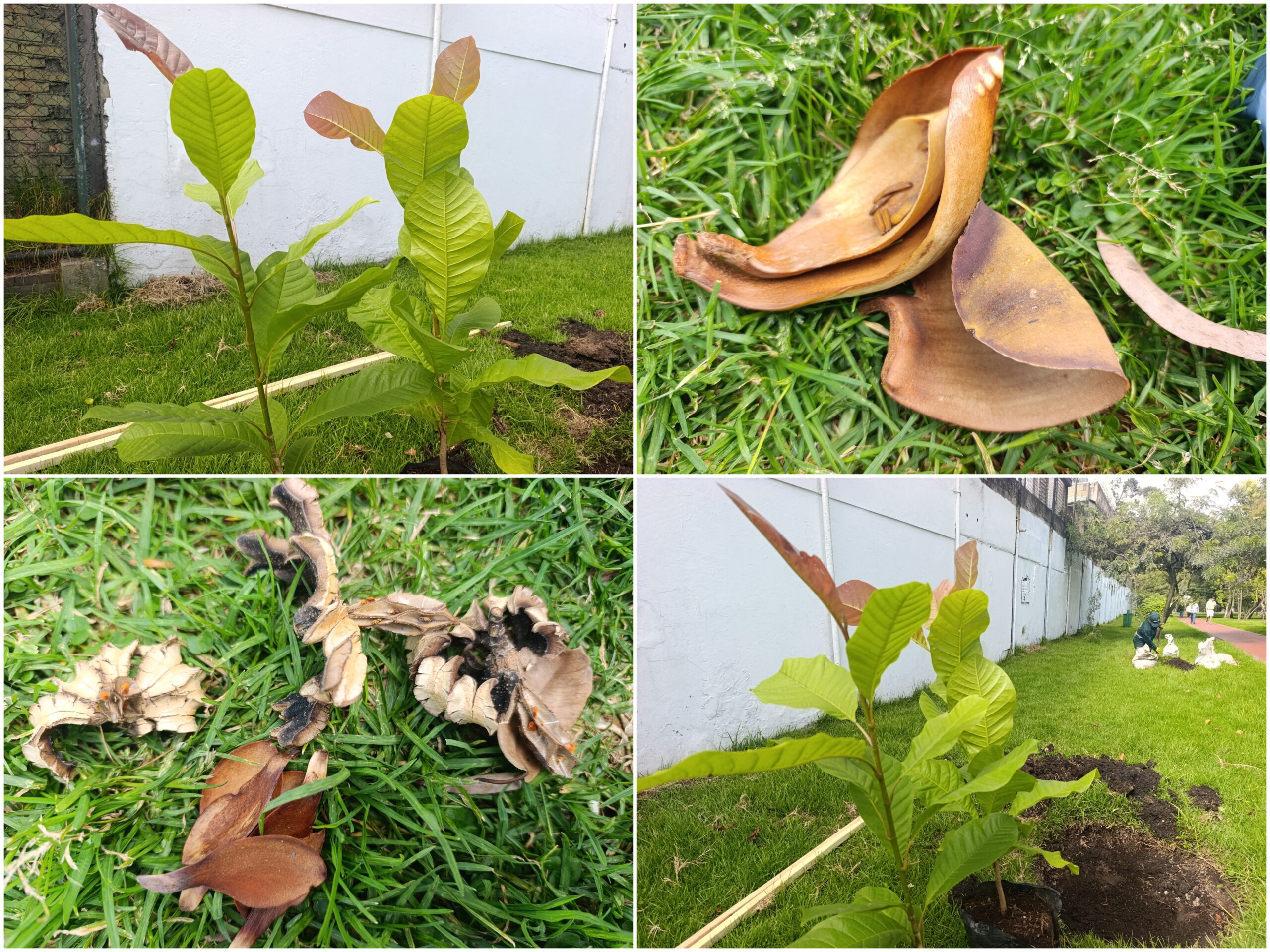 Historias del verde urbano: ¡Segunda plantación de magnolios nativos en el espacio público de Bogotá! Historias del verde urbano: ¡Segunda plantación de magnolios nativos en el espacio público de Bogotá!